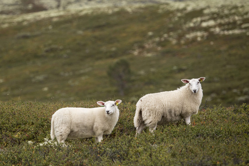 Informasjonsbrev nr. 15